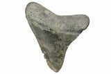 Fossil Megalodon Tooth - South Carolina #170403-1